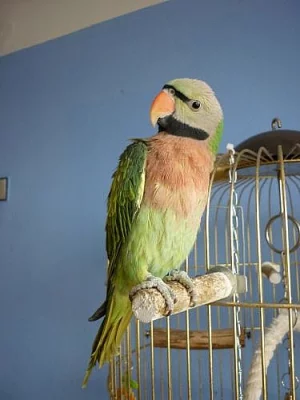 Alexandr růžový vousatý