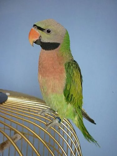 Alexandr růžový vousatý