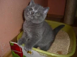 Krásná baculatá kočička