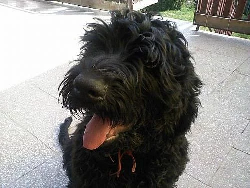 Černý ruský teriér