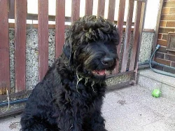 Černý ruský teriér