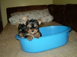 jorkšírský terier-štěnátka