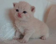 Britské mačiatka s PP