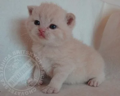 Britské mačiatka s PP