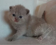 Britské mačiatka s PP