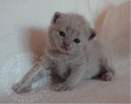 Britské mačiatka s PP