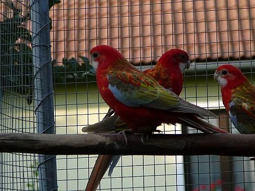 Prodám létošní rosely