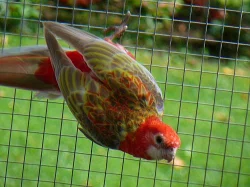 Prodám létošní rosely