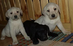 štěnátka labrador