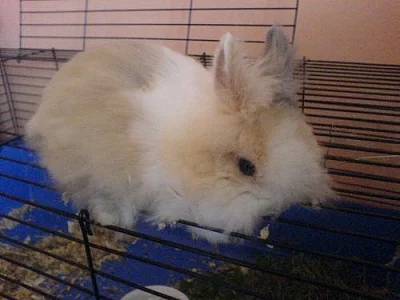 ZÁKRSLÝ TEDDY KRÁLÍK