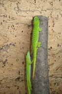 Phelsuma mad. grandis 0,0,x