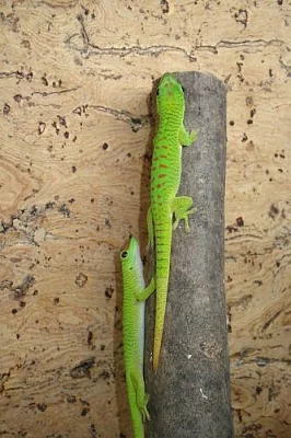 Phelsuma mad. grandis 0,0,x