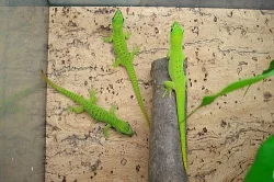 Phelsuma mad. grandis 0,0,x