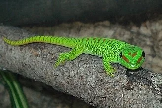 Phelsuma mad. grandis 0,0,x