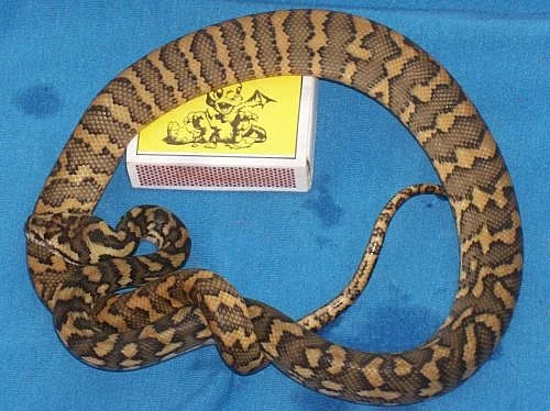 Krajty kobercové LEVNĚ