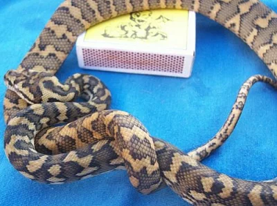 Krajty kobercové LEVNĚ