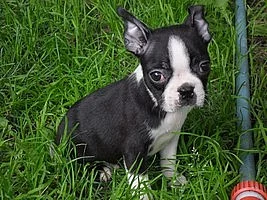 Bostonský terier - štěňata s pp