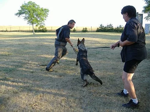 prodám štěňata NO s PP