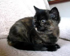 Britská kočička s PP