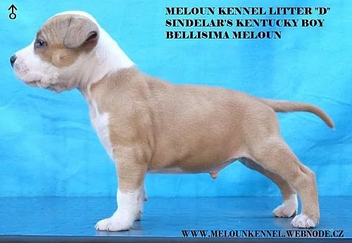 americký stafordšírský terier