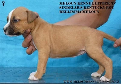 americký stafordšírský terier