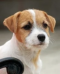 Jack Russell teriér
