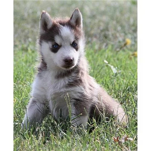 Krásné sibiřský husky dívek a chlapců