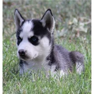 Krásné sibiřský husky dívek a chlapců