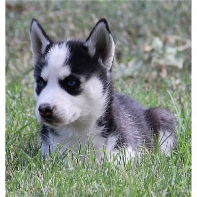 Krásné sibiřský husky dívek a chlapců