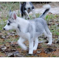 Krásné sibiřský husky dívek a chlapců