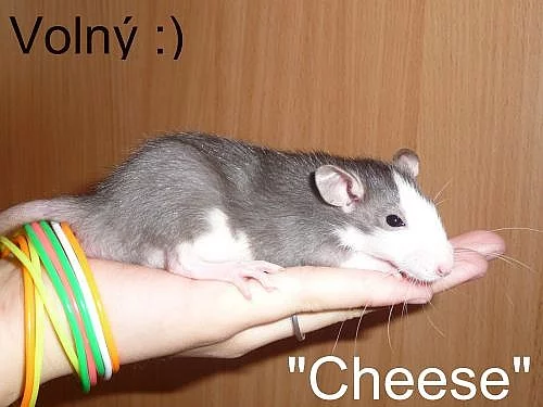 Potkánci