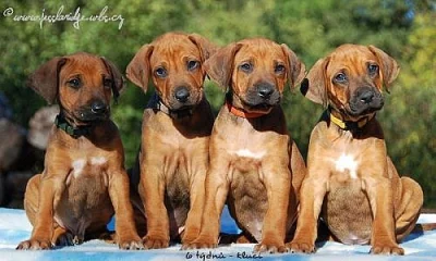 Rhodézský ridgeback