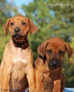 Rhodézský ridgeback