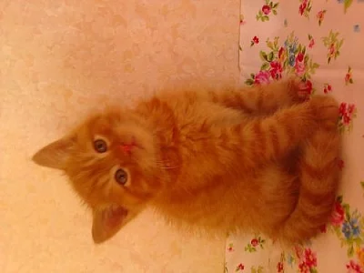 Darujeme 3  koťátka - 6 týdnů - Ostrava