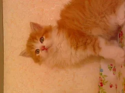 Darujeme 3  koťátka - 6 týdnů - Ostrava