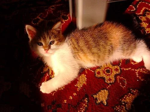 Darujeme 3  koťátka - 6 týdnů - Ostrava