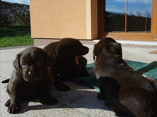 LABRADOR  RETRIEVER