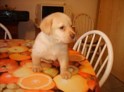 LABRADOR  RETRIEVER