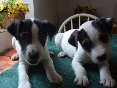 PARSON  RUSSELL  TERIER