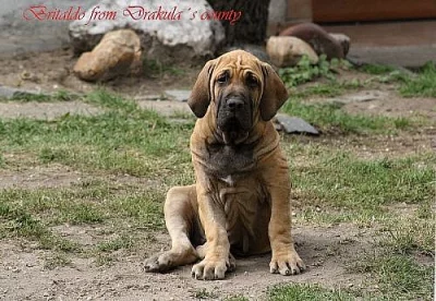 Prodám krásné štěňátko Brazilské fily s PP