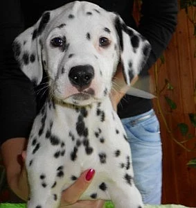 Dalmatin - ŠTĚŇÁTKA HRADEC KRÁLOVÉ