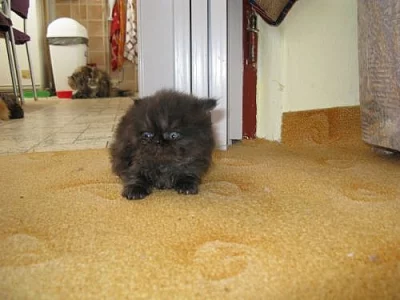 Perská koťata bez PP