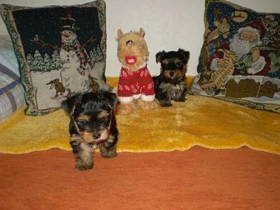 jorkšírský terier-štěnátka