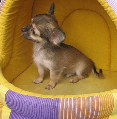 Čivava mini pejska s P.P. ihned k odběru