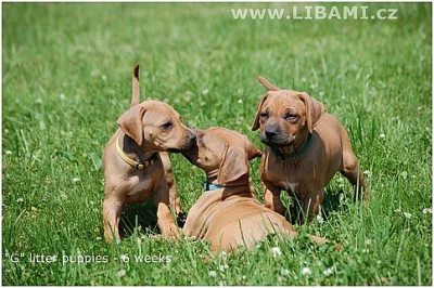 Rhodesian Ridgeback