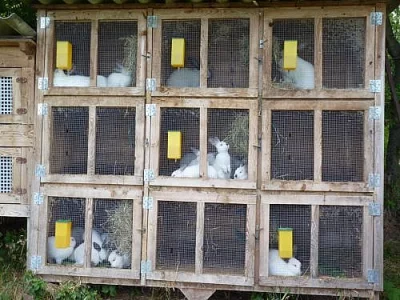 Prodám kalifornské králíky