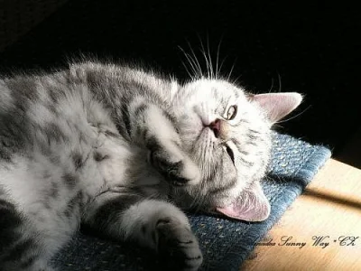 Britské modré stříbřitě mramorované koťátko s PP