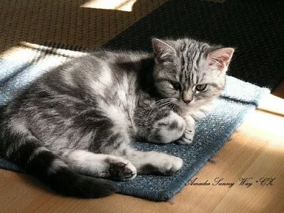 Britské modré stříbřitě mramorované koťátko s PP