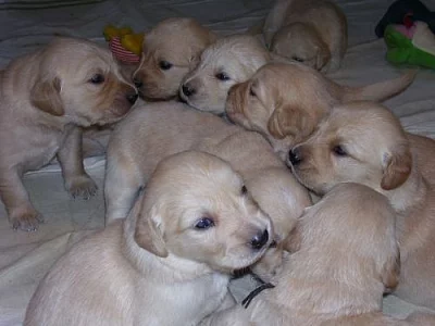 Štěňata Zlatého retrívra -matka canisterapeut. pes