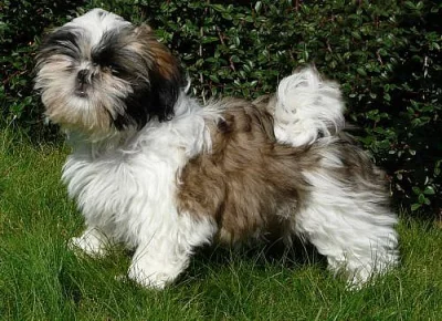 fenka shih tzu